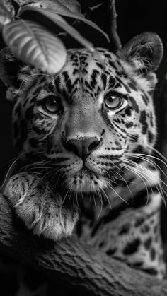 a black and white photo of a leopard looking at the camera with its eyes wide open