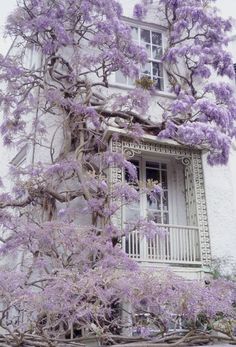 purple flowers are blooming on the outside of a building's window sill