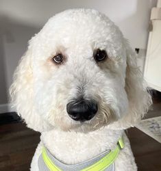 a white dog wearing a gray shirt and yellow collar looking at the camera while sitting on a wooden floor