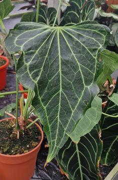 several potted plants with large green leaves