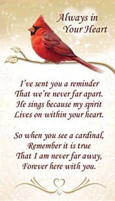 a red bird sitting on top of a tree branch with the words always in your heart