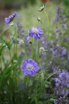 some purple flowers are growing in the grass