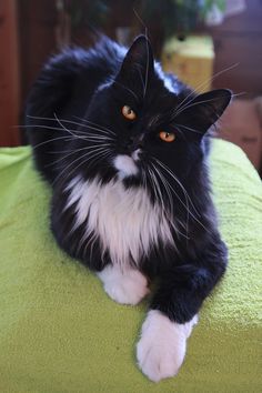 a black and white cat laying on top of a green blanket