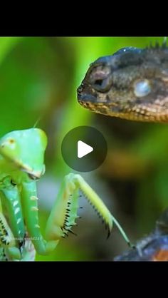 an image of a lizard and a praying mantissa