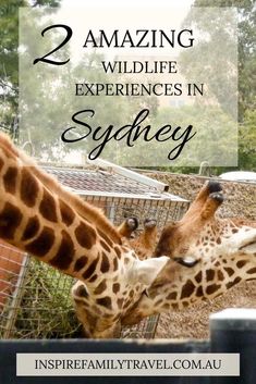 two giraffes in an enclosure with text overlay reading 2 amazing wildlife experiences in sydney