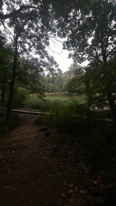 a dirt path in the middle of a forest