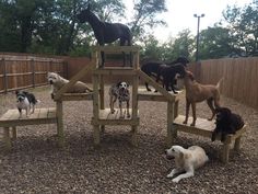 a group of dogs standing and sitting around a wooden structure in the middle of a yard