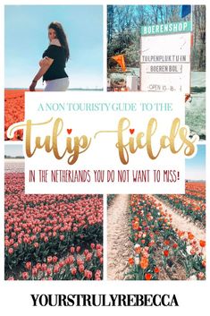 tulip fields in holland with text overlay that reads, an on - tour guide to the tulip fields in the netherlands you don't do not want to miss?