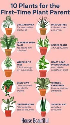 the houseplants for the first - time plant parent is shown in this poster