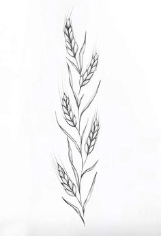 a black and white drawing of a plant