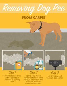 the instructions for removing dog poop from carpet are shown in this poster, which shows how to use it