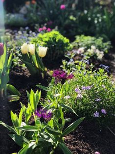 the garden is full of colorful flowers and greenery, including purple tulips