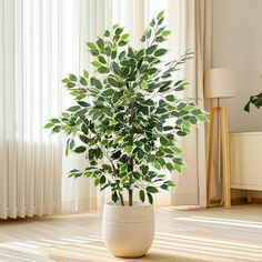 a potted plant sitting on top of a wooden floor next to a window with white curtains