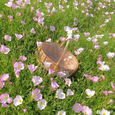 a basket sitting in the middle of some flowers