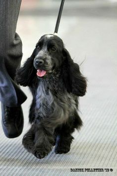 a black and white dog is being walked by a person