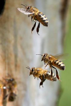 three bees are flying in the air near a tree trunk and another bee is looking at them