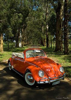 an orange vw bug is parked on the side of the road in front of some trees