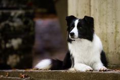 a black and white dog is sitting on the steps