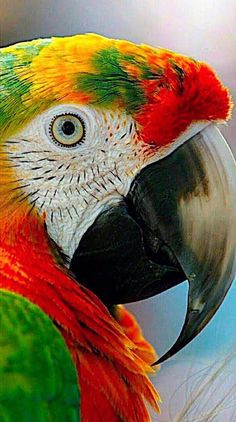 a colorful parrot with an orange, yellow and green beak