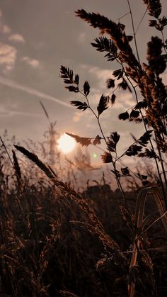 the sun is setting behind some tall grass