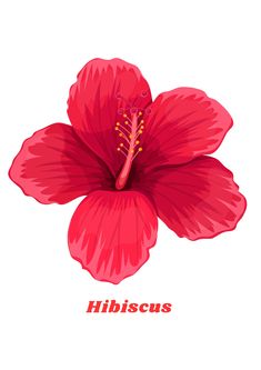 a red flower with the word hibiscus written below it