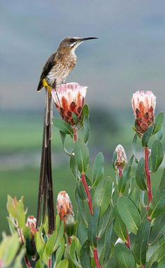 a hummingbird perched on top of a flower