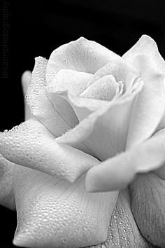 a black and white photo of a rose