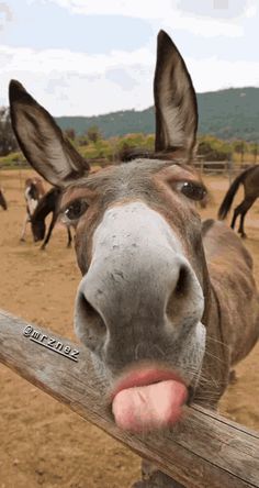 a donkey looking at the camera with its mouth open and eyes wide open in front of it