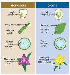 two different types of flowers and their parts labeled in the diagram below are examples of flower parts