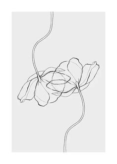 a line drawing of a single flower on a white background, with the petals still attached