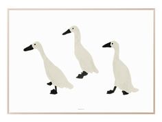 three geese are walking in the same direction, one is white and the other is black