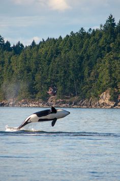 orca breaching on whale watching tour in BC British Columbia Travel, Mass Extinction, Orcas Island, Canada Road Trip, San Juan Islands, Best Cruise, Pacific Rim, Samar