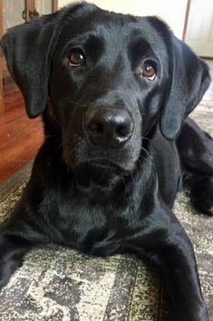 a large black dog laying on top of a rug