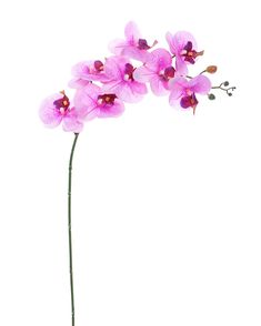 a pink flower is in a vase on a white background