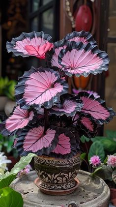 a potted plant with pink flowers in it