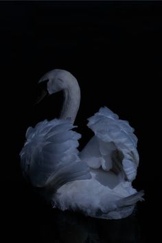 a white swan sitting on top of a body of water next to a black background