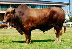 a large brown cow standing on top of a lush green field next to a building