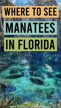 the water in florida with text overlay where to see manatees in florida