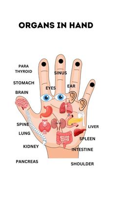 Unlock Better Digestion with Acupressure Techniques. Discover how to relieve discomfort and improve your gut health naturally, click to learn more. ☝️ Click the link Reflexology Techniques, Human Body Vocabulary, Healing Reflexology, Ear Reflexology, Full Body Massage Techniques, Reflexology Points, Pressure Point Therapy, Ear Acupuncture, Acupressure Therapy