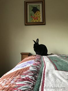 a black rabbit sitting on top of a bed next to a framed picture above it