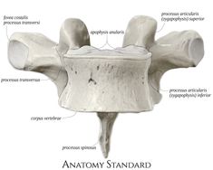 an image of the anatomy of the shoulder