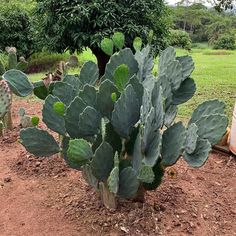 a large green cactus in the middle of a dirt field