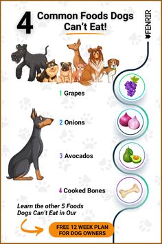 an info sheet with four different types of dogs and their diets for each dog