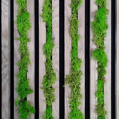 some green moss growing on the side of a wooden planks with white boards in the background