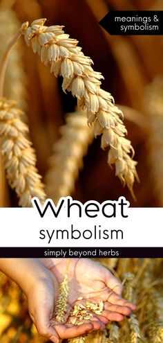 wheat symbolizing the meaning and meaning of symbolic symbols in biblical text, with two hands reaching out to each other