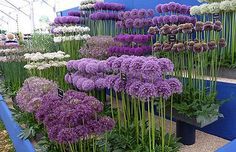 purple and white flowers on display in a garden center with blue steps leading up to them