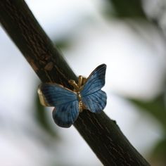 Embrace the beauty of transformation with our Butterfly Earrings. These stunning earrings capture the delicate grace of butterflies, symbolizing growth and new beginnings. Expertly crafted with intricate details, they add a whimsical touch to any outfit, making them perfect for both casual and special occasions. Let the Butterfly Earrings flutter into your jewelry collection and remind you of life's endless possibilities. Material Composition:  Base Metal: 925 Sterling Silver Finish: 18K Gold Pl Blue Nature-inspired Jewelry For Wedding, Nature-inspired Blue Jewelry For Wedding, Nature-inspired Blue Jewelry For Weddings, Delicate Butterfly Jewelry With Matching Earrings, Dainty Blue Butterfly Jewelry, Elegant Blue Sterling Silver Butterfly Ring, Elegant Blue Butterfly Jewelry, Blue Butterfly Fine Jewelry, Blue Butterfly Charm Earrings For Gift