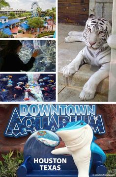 a collage of photos including a white tiger and amusement park in houston, texas