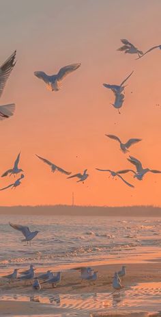 a flock of seagulls flying over the ocean at sunset