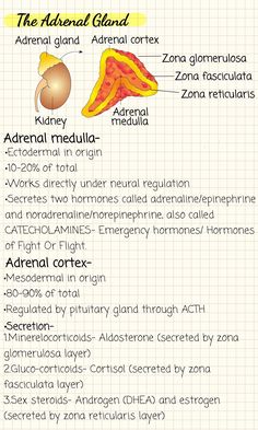 the anatomy of an animal's liver